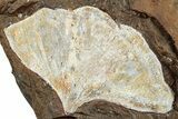 Fossil Ginkgo Leaf From North Dakota - Paleocene #262783-1